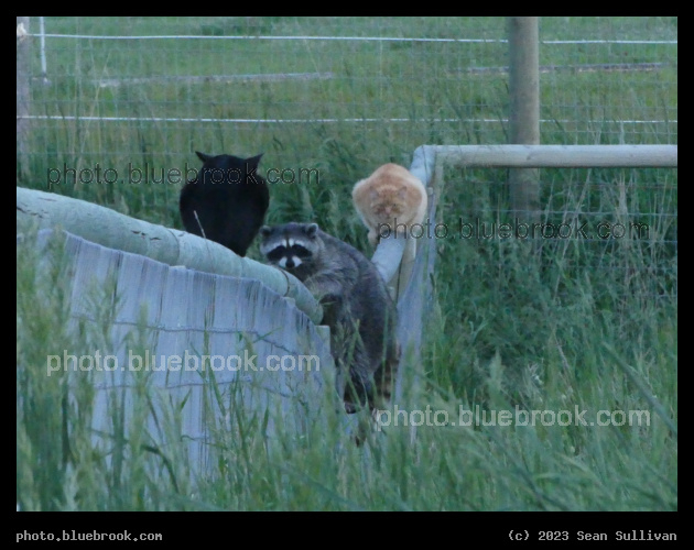 Photobomb - Corvallis MT