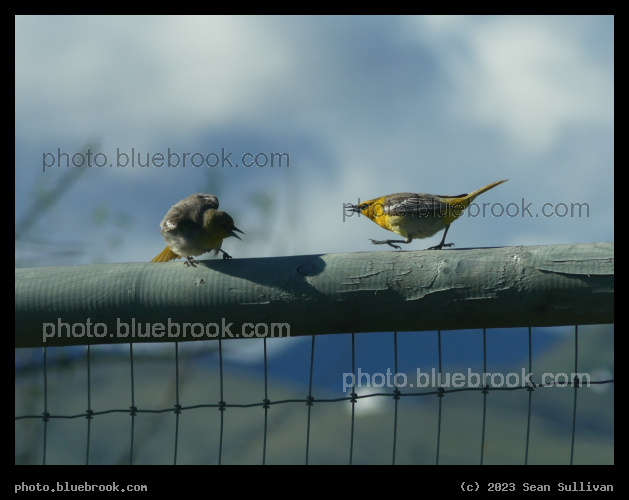 Angry Birds on Fence - Corvallis MT