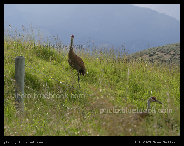 Crane Pair Beyond a Fence - Corvallis MT
