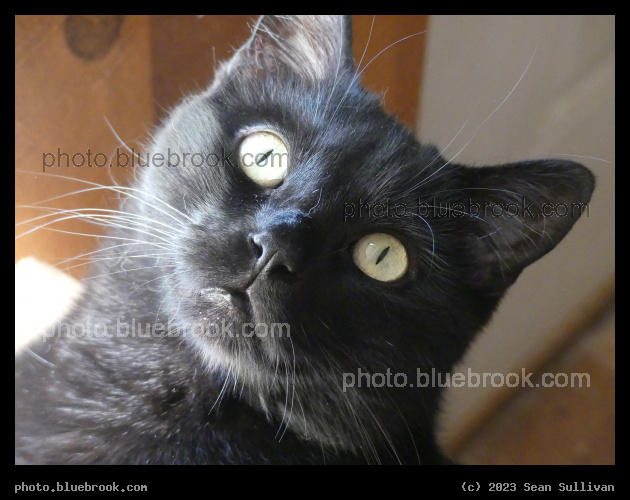 Happy Cat - Corvallis MT