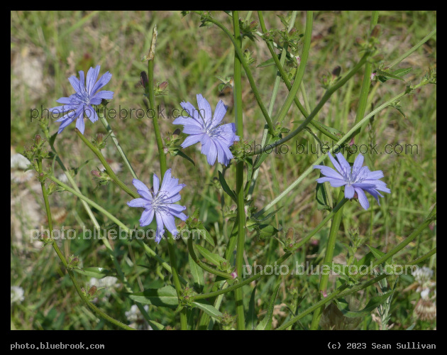 Four Purple Blooms - Corvallis MT