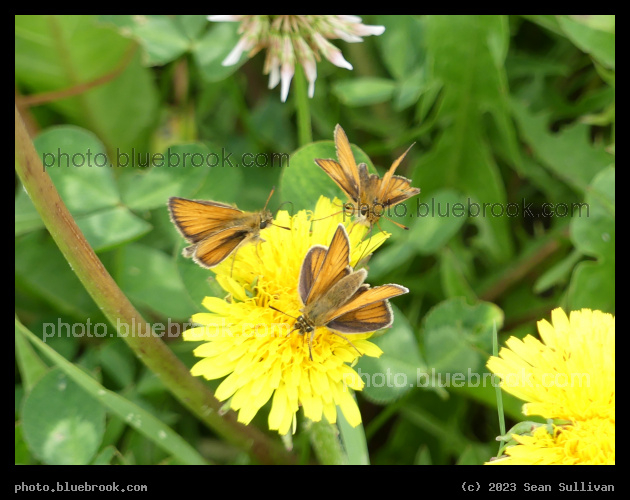 Convention on a Flower - Corvallis MT