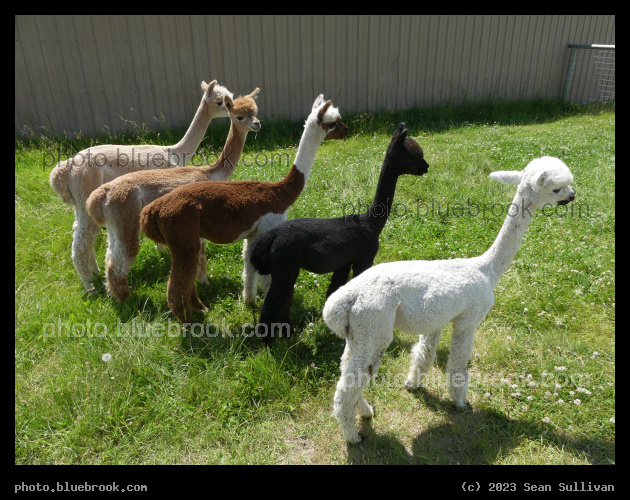 Array of Alpacas - Corvallis MT