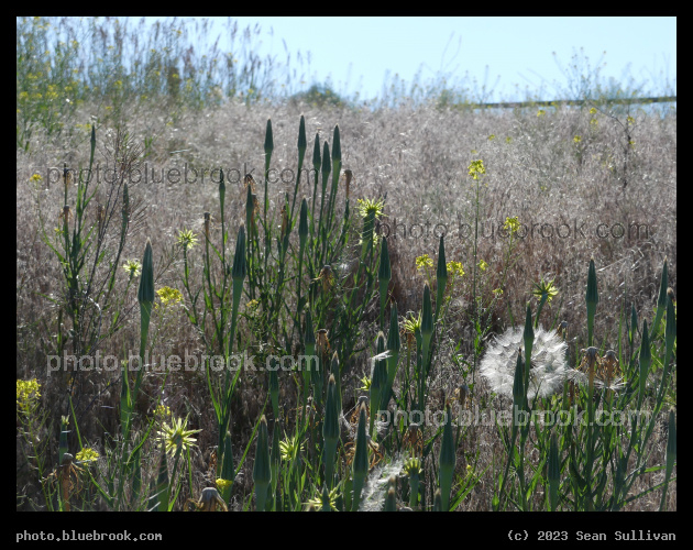 Variety of Wild Plants - Corvallis MT