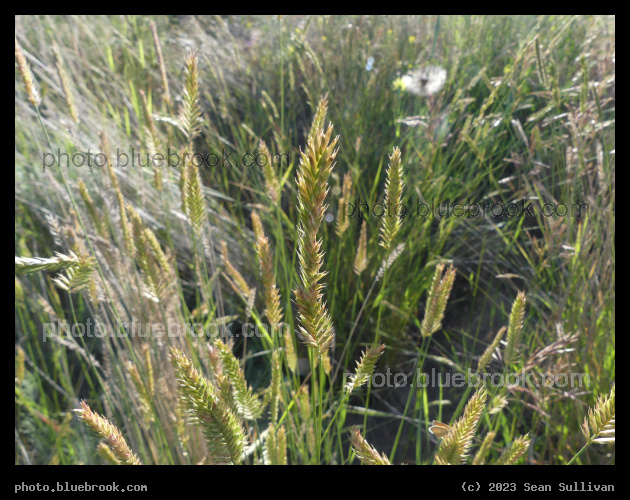July Grasses - Corvallis MT