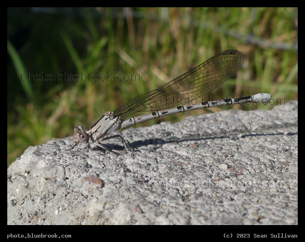 Alight on a Block - Corvallis MT