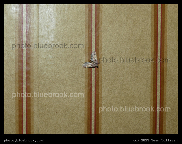 Wallpaper Camouflage - Corvallis MT