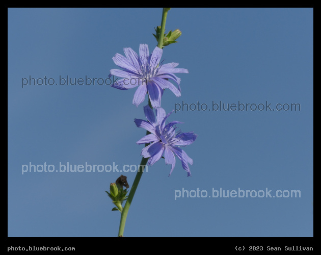 Sky Chicory - Corvallis MT
