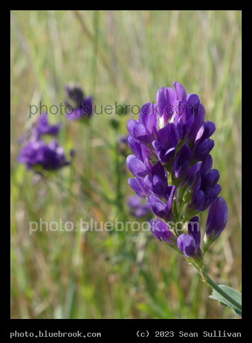 Deep Purple Flowers - Corvallis MT