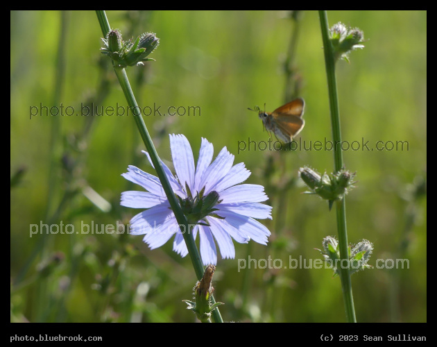 Visitor in Flight - Corvallis MT