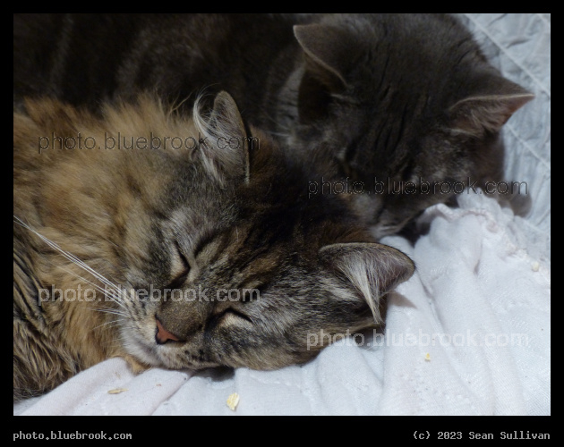 Pair of Cats - Corvallis MT