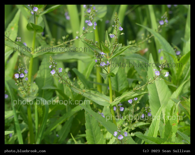 Constellation of Purple Flowers - Corvallis MT