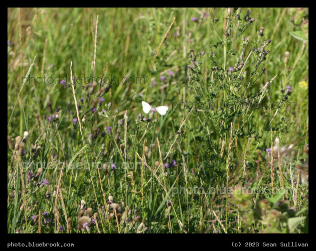 Two Butterflies - Corvallis MT