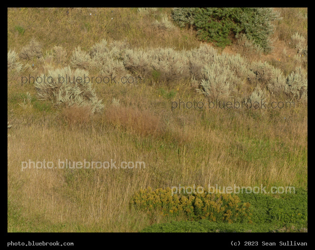 Hillside in August - Corvallis MT