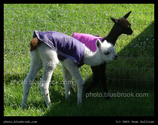 A Pair of Crias in Coats - Corvallis MT