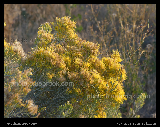 Sagebrush Flowers at Sunset - Corvallis MT