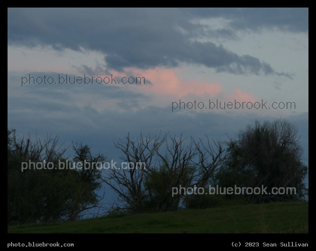 Scraggly Trees at Sunset - Corvallis MT