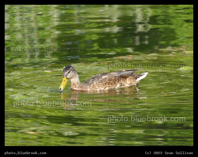 Green Reflections with Duck - McCormick Park, Missoula MT