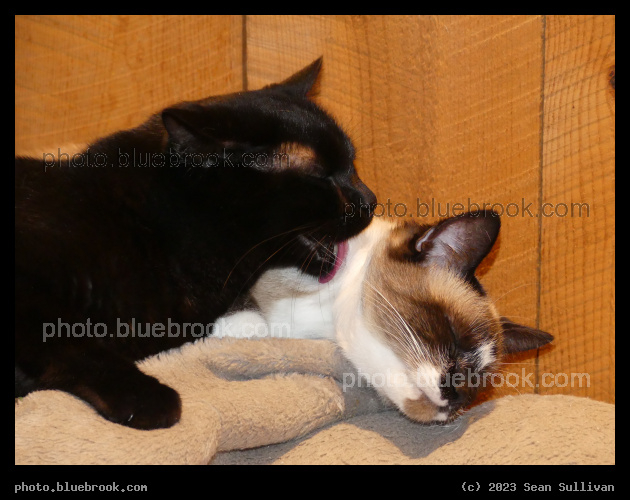 Cozy Cats I - Nunki and Maia, Corvallis MT