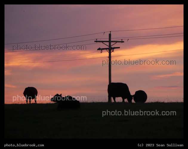 Spherical and Non-Spherical Cows - Corvallis MT