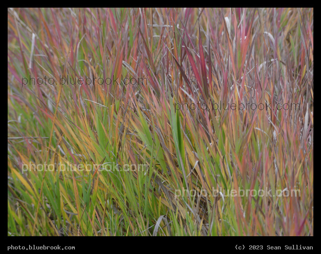 Grass Hues - Corvallis MT