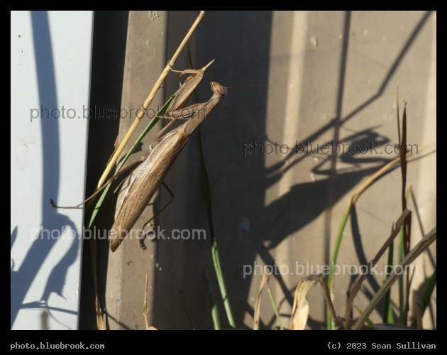 Praying Mantis with Shadow - Corvallis MT