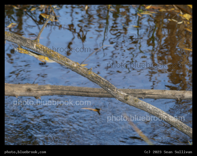 Crossing Branches over Water - Corvallis MT