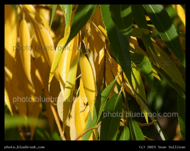 Yellow and Green Leaves - Corvallis MT