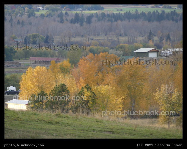Patch of Autumn - Corvallis MT
