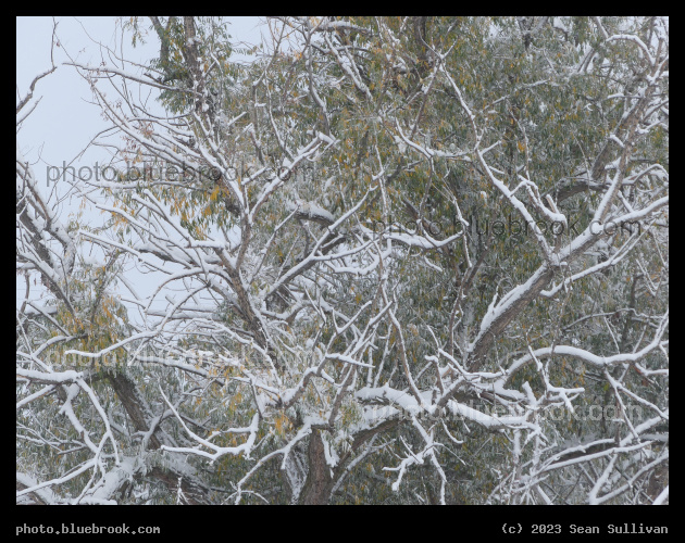 Snow in Autumn - Corvallis MT