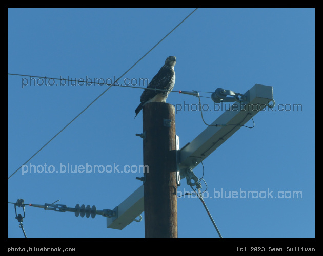 Pole Perch - Victor Crossing, MT