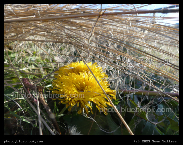 November Dandelion - Corvallis MT