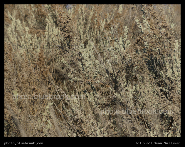 November Greenery - Corvallis MT