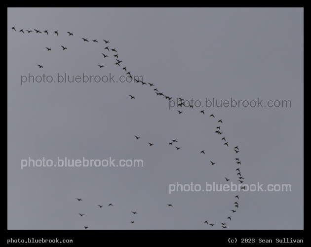 Geese in December - Corvallis MT