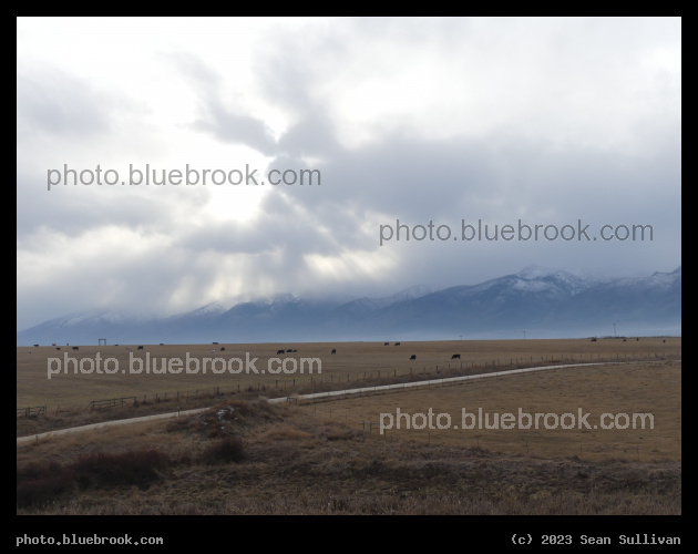 Dotted with Cows - Corvallis MT