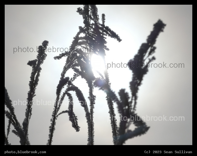 Sun with Frosted Plants - Corvallis MT
