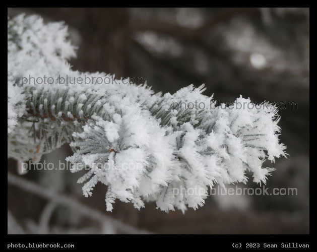 Ice Needles on Evergreen Needles - Corvallis MT