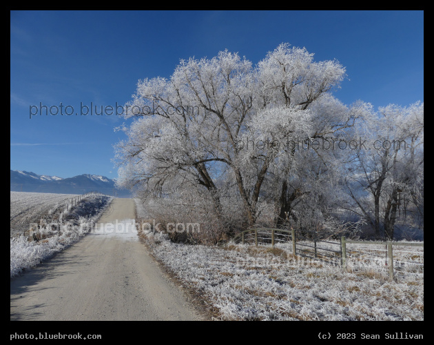 Sunlit Frosted Tree - Corvallis MT
