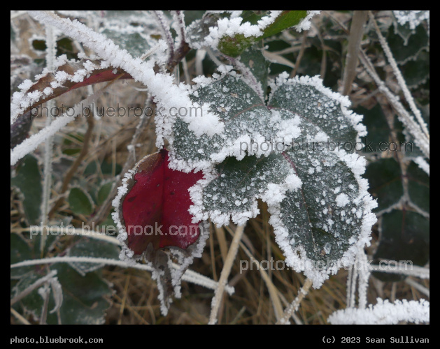 Frost Fringed Leaves - Corvallis MT