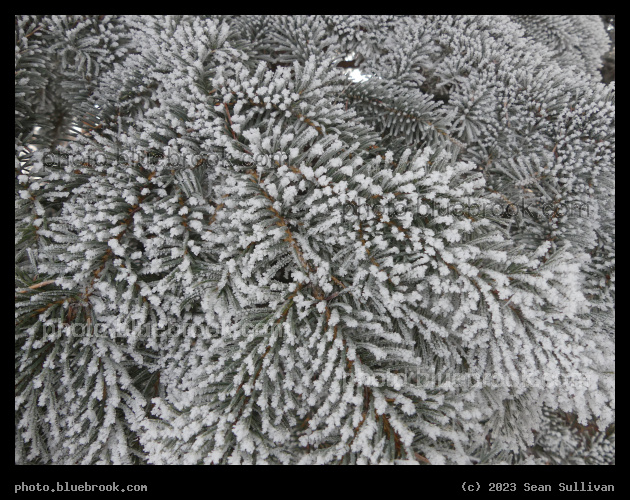 Dotted with Frost - Corvallis MT