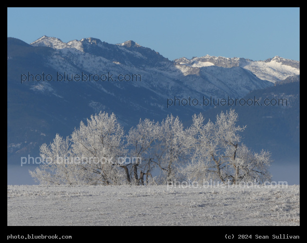 Trees and Mountains in Winter - Corvallis MT
