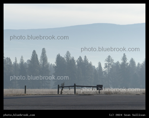 Line of Distant Trees - Victor MT