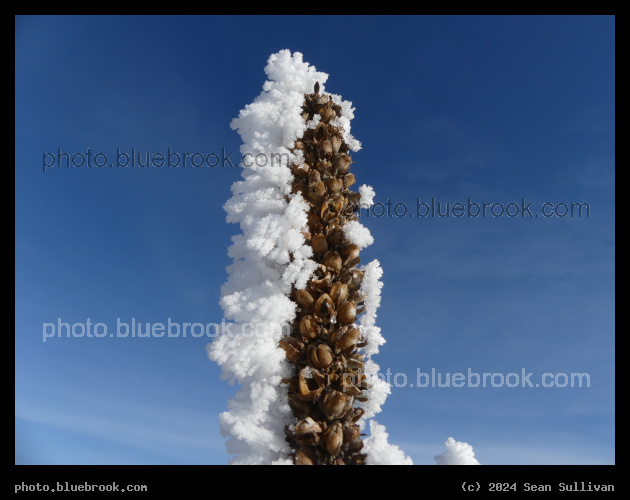 Frosted Mullein - Corvallis MT