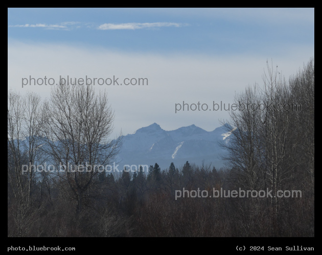 Framed by Trees - Skalkaho Bend Park, Hamilton MT