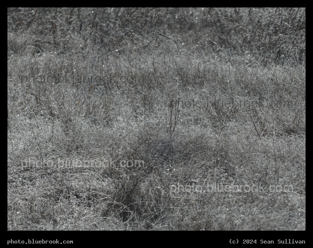 Landscape of Frosted Plants - Skalkaho Bend Park, Hamilton MT