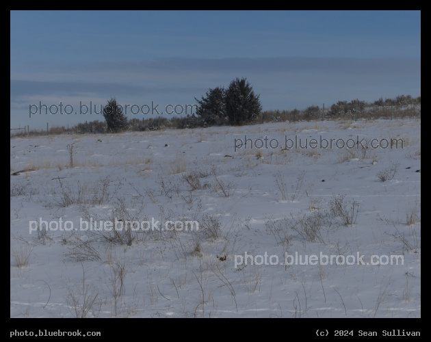 Scattered Plants in Snow - Corvallis MT