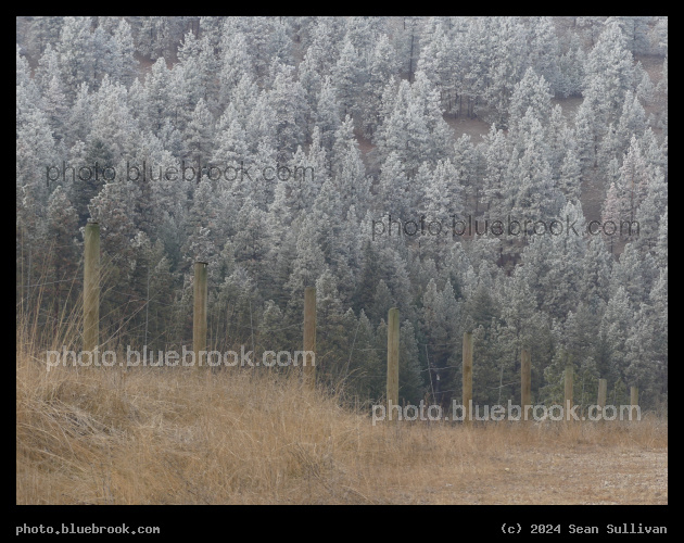 Forest Hillside - Lolo MT
