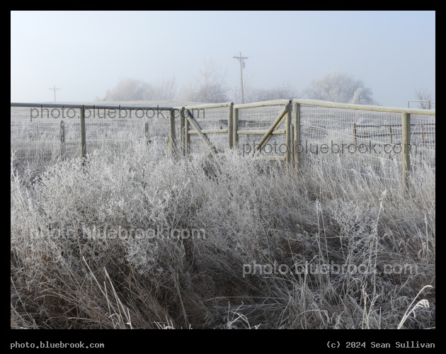 Frosted Tangle - Corvallis MT