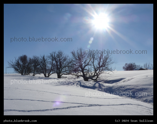 Sun and Trees in Winter - Corvallis MT