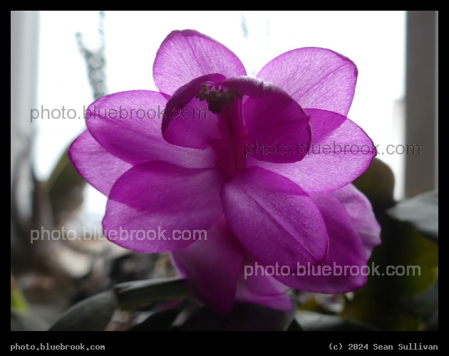 Out of Season - Corvallis MT